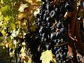 Cabernet sauvignon, Boireann vineyard P1070992